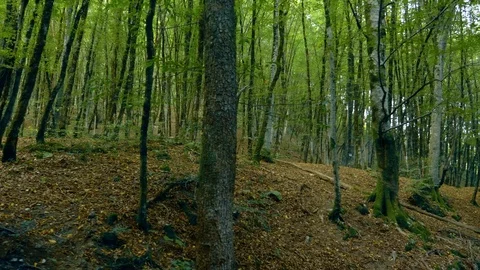 Thickets of green trees in a mountain forest. Stock Footage 117453433