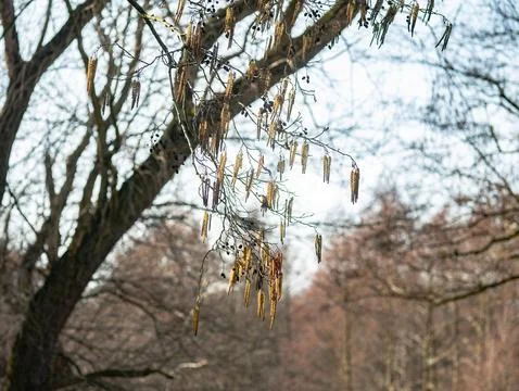 Thickets hanging from almost bald trees in spring Фото