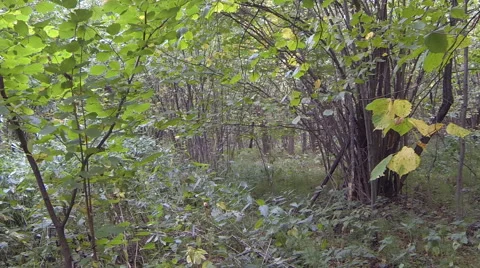 Thickets of hazel Video stock 67887815