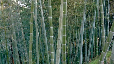 Thickets Of High Bamboo Forest Stock Footage 102822891