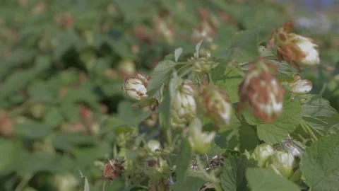 Thickets of hops in autumn Stock Footage 160760440