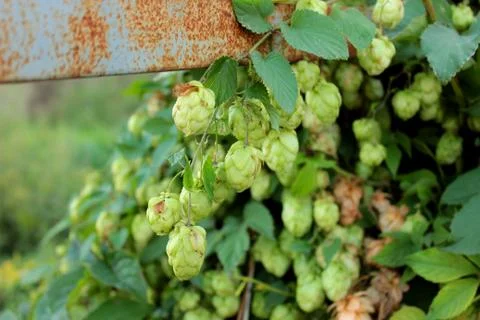Thickets of hops Stock Photos