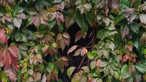 Thickets of ivy leaves in the park Stock Footage 318615725