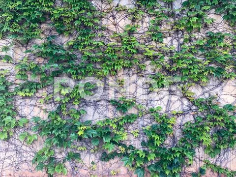 Thickets of ivy. Stock Photos