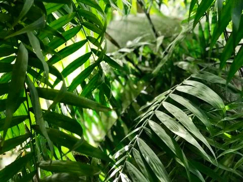 The thickets of jungle, close up Stock-Fotos