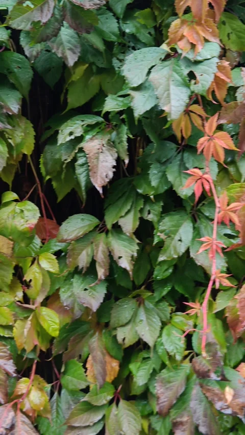 Thickets of leaves in the park Stock Footage 318615737