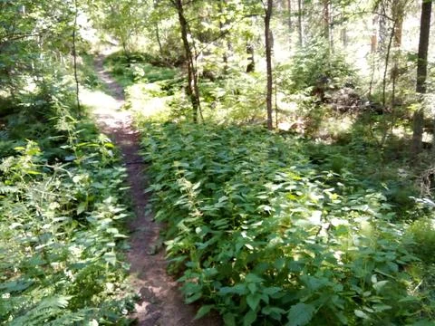 Thickets near a path in the forest Stock Photos