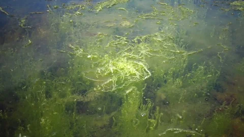 The thickets near the shore of the green seaweed of Enteromorpha. Tiligul Lim Stock Footage