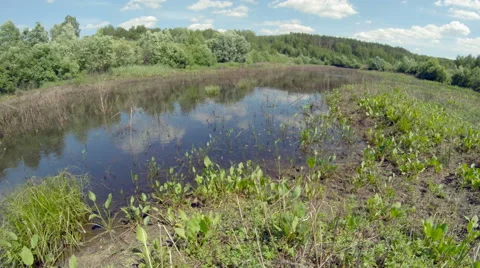 Thickets of a pond. Timelapse Stock Footage 52066695