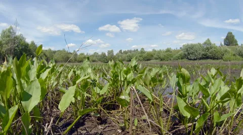 Thickets of a pond. Timelapse Stock Footage 52067438