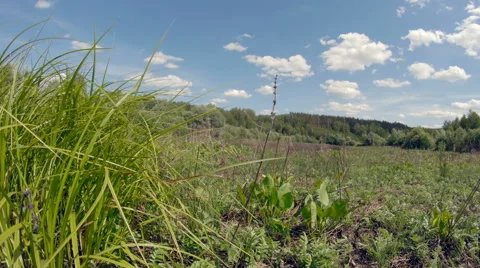 Thickets of a pond. Timelapse Stock Footage 52067913