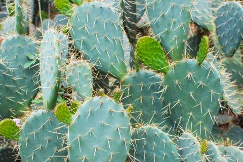 Thickets of prickly pears Stock Photos