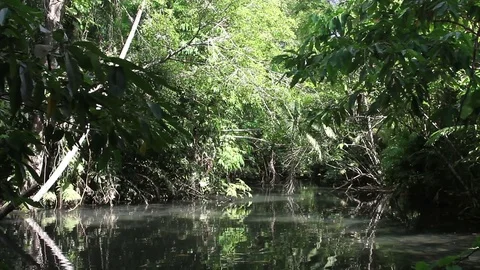 Thickets of rainforest around the pond Stock Footage 77532648