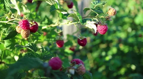 Thickets of raspberry with ripe berries. Small evening breeze Stock Footage 69006045