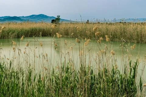 Thickets of reeds Stock-Fotos