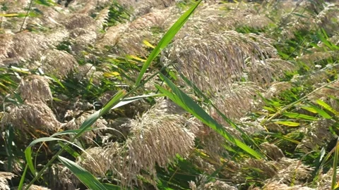 Thickets of reeds swaying in the wind lit by sunlight. Slow motion footage. Stock Footage 164622155