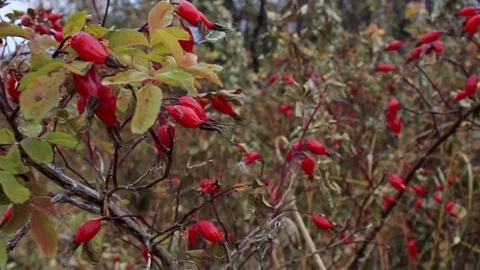 Thickets of a ripe dogrose Stock Footage 81464369