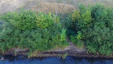 Thickets on the river Bank Stock Footage 96032304
