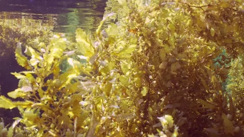 Thickets Sargassum algae swaying on waves under surface of water reflected in Video stock 241171496