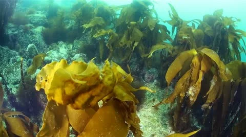 Thickets of seaweed. Stock Footage 11428852