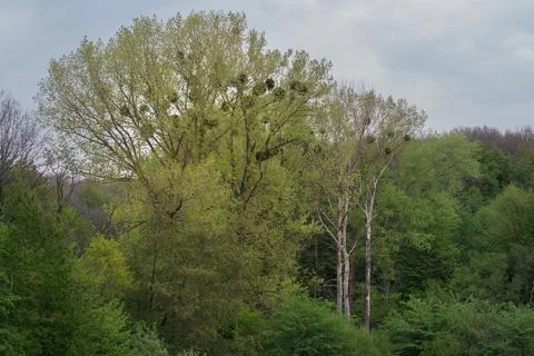 Thickets of trees of different types. Various colors of foliage. Stock-Fotos