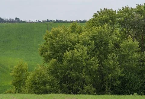Thickets of trees of different types. Various colors of foliage. Foto stock