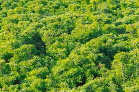 Thickets of undersized spruce pine, background texture. 写真素材