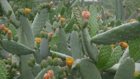 Thickets of wild cacti during flowering Video stock 99973898
