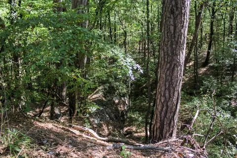 Thickets of the wild forest. Stock Photos