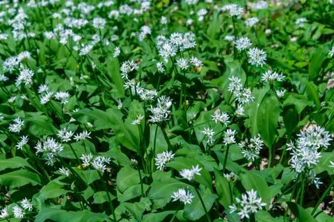 Thickets of wild garlic Stock Photos