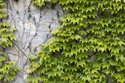 Thickets of wild grape on the wall. Decorative wild grapes on the wall of a.. Stock Photos