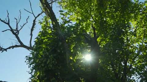 Thickets of wild hops beer. Stock Footage 67366371