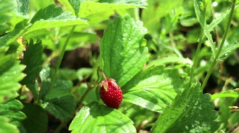 Thickets of wild strawberries.  Stock Footage 69020175