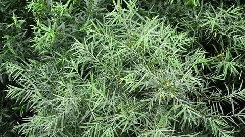 The thickets of Willow Salix , a view from above. Stock Footage 138531449