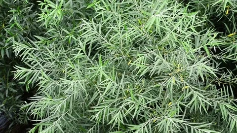The thickets of Willow Salix , a view from above. 1 Stock Footage 138531485