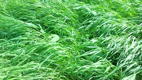 Thickets of young grass sway in the wind Stock Footage 193990096