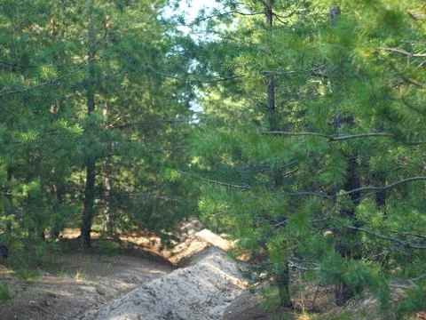 Thickets. Young pine forest. New Year trees. Stock Photos