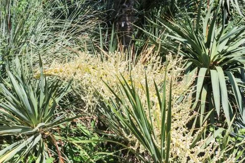 Thickets of yucca leaves. Stock Photos