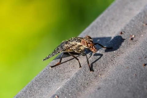 Thick?headed fly Conopidae resting on surface with green background, macro .. Stockfoto's
