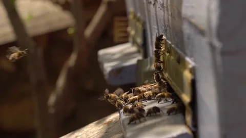 Thief Bee. Guard bees stand at the hive entrance Stock Footage 153889500