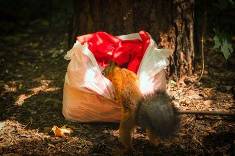 Thief squirrel Stock Photos