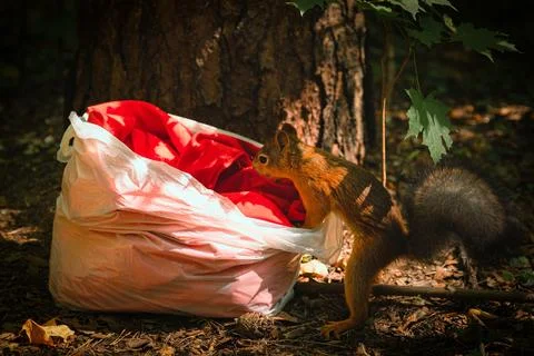 Thief squirrel Stock Photos