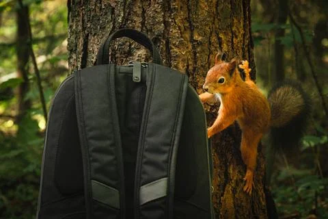 Thief squirrel Stock Photos