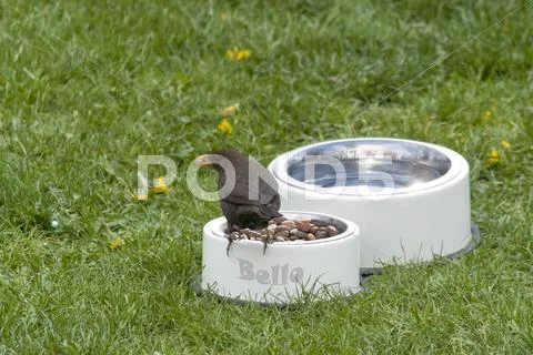 Thieving blackbird Stock Photos