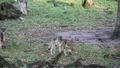 Thieving hungry wolves HD Footage
