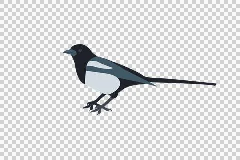 Thieving Magpie Illustration Stock Illustration