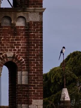 A thieving magpie Stock Photos