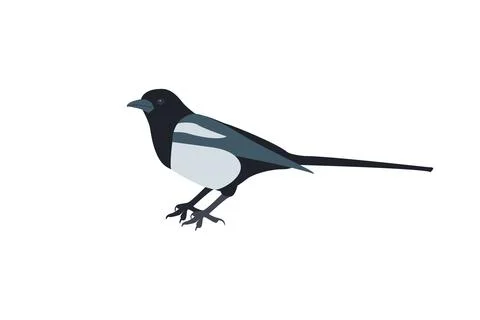 Thieving Magpie Vector Illustration Stock Illustration