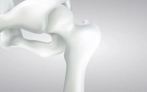 Thigh bone and human sphincter. On a white background - 3D rendering can be w イラスト素材