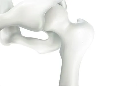 Thigh bone and human sphincter. On a white background - 3D rendering can be w イラスト素材